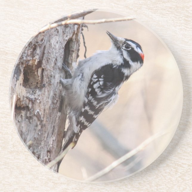 Downy Woodpecker Sandstone Coaster (Front)