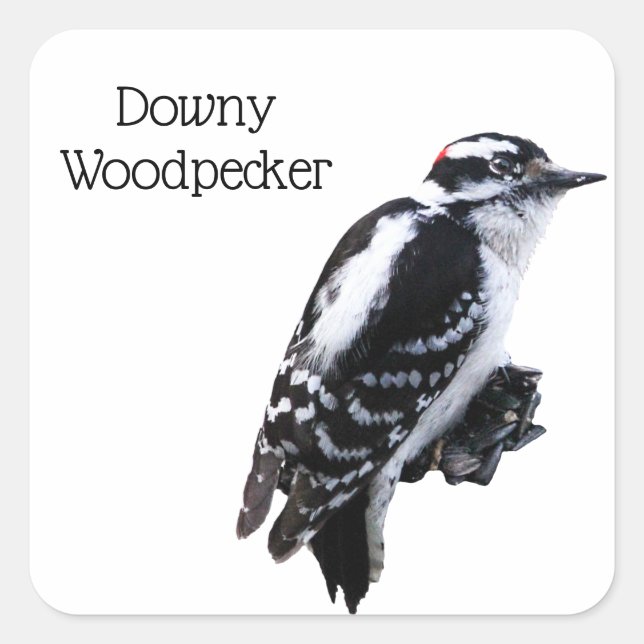 Downy Woodpecker Square Sticker (Front)