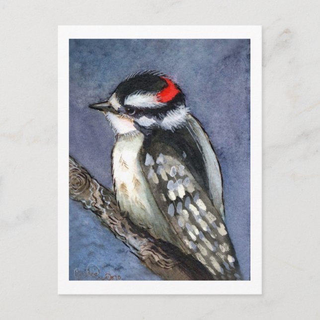 Downy Woodpecker Watercolor Postcard (Front)