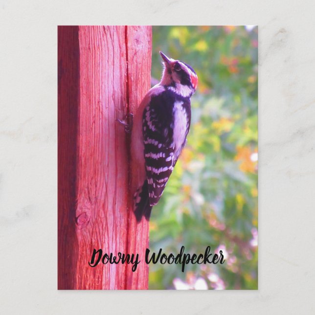 Downy Woodpecker Young Male Bird Canada Postcard (Front)