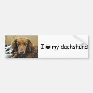 Doxie Bumper Sticker