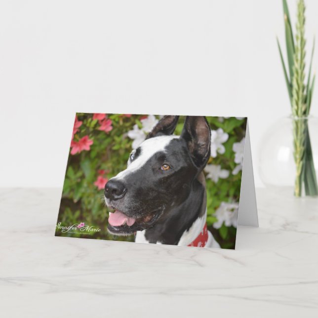 Dozer Greeting Cards (Front)