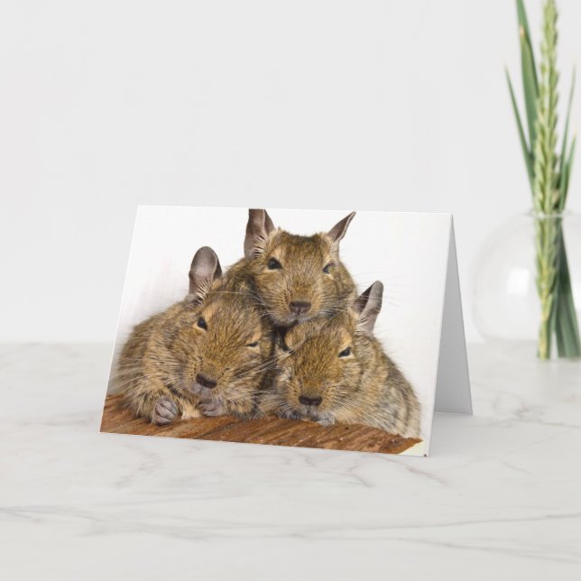 Dozing Degu Trio Card (Front)
