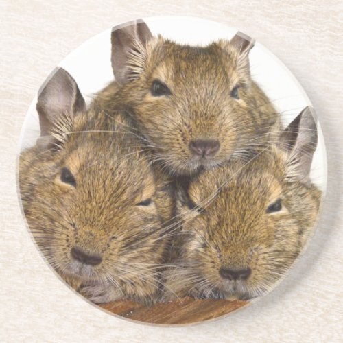 Dozing Degu Trio Coaster