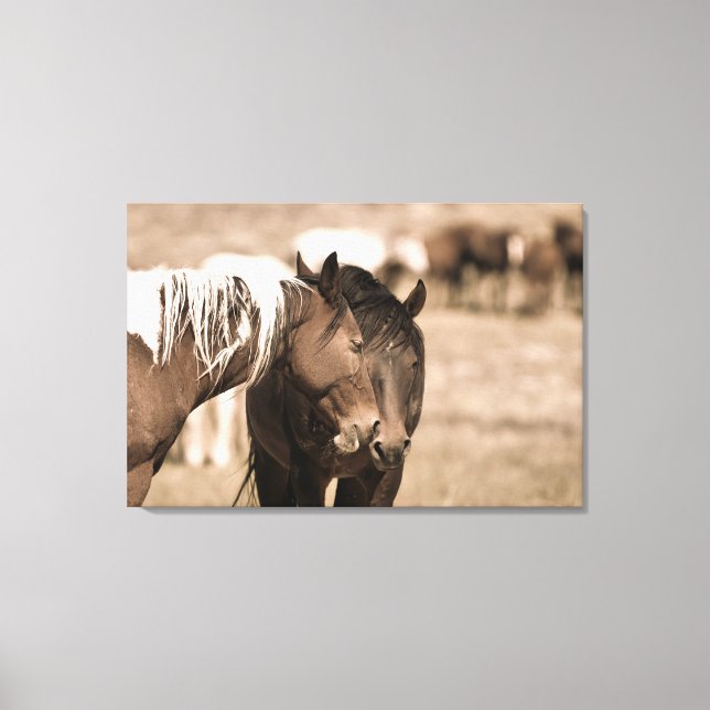 Dozing Onaqui Wild Horses Canvas Print (Front)