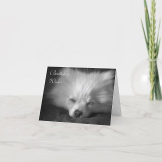Dozing Pomeranian birthday card