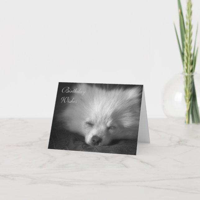 Dozing Pomeranian birthday card (Front)
