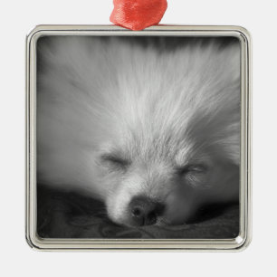 Dozing Pomeranian Metal Ornament