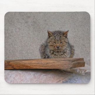 dozing tiger-cat mouse pad