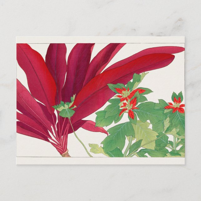 Dracaena, Poinsettia by Tanigami Konan Postcard (Front)