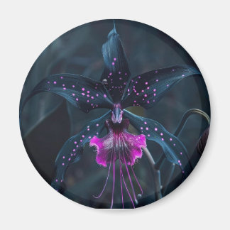 Dracula orchid magnet