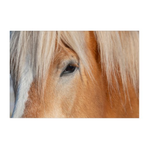 Draft Breed Horse Acrylic Print