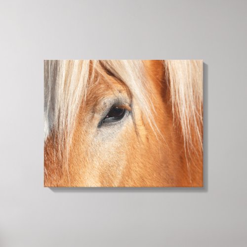 Draft Breed Horse Canvas Print