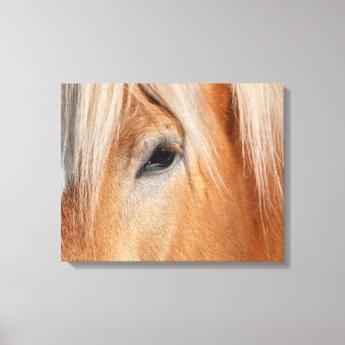 Draft Breed Horse Canvas Print