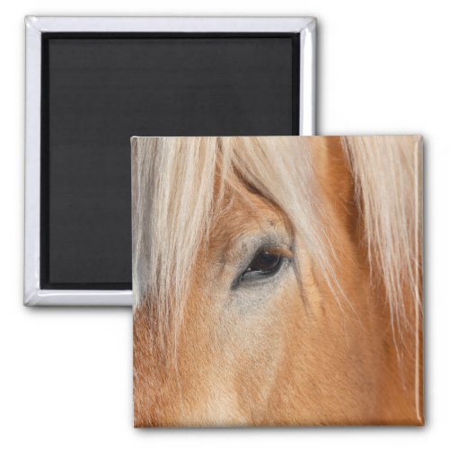 Draft Breed Horse Magnet