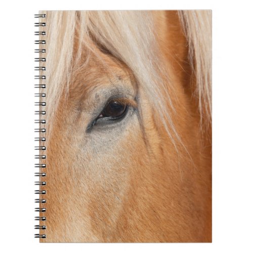 Draft Breed Horse Notebook