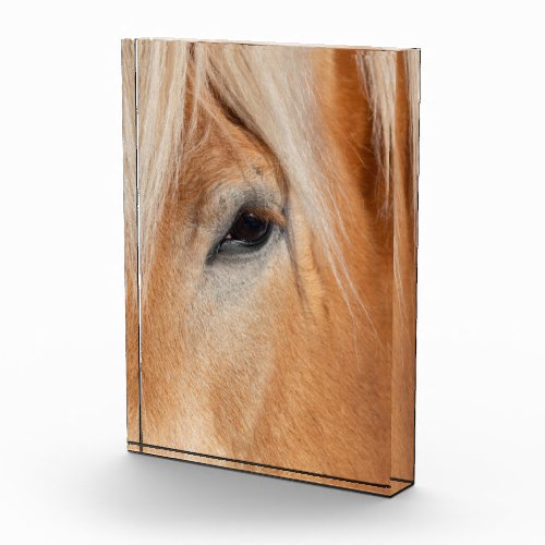 Draft Breed Horse Photo Block