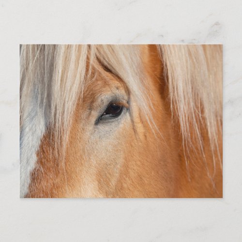 Draft Breed Horse Postcard
