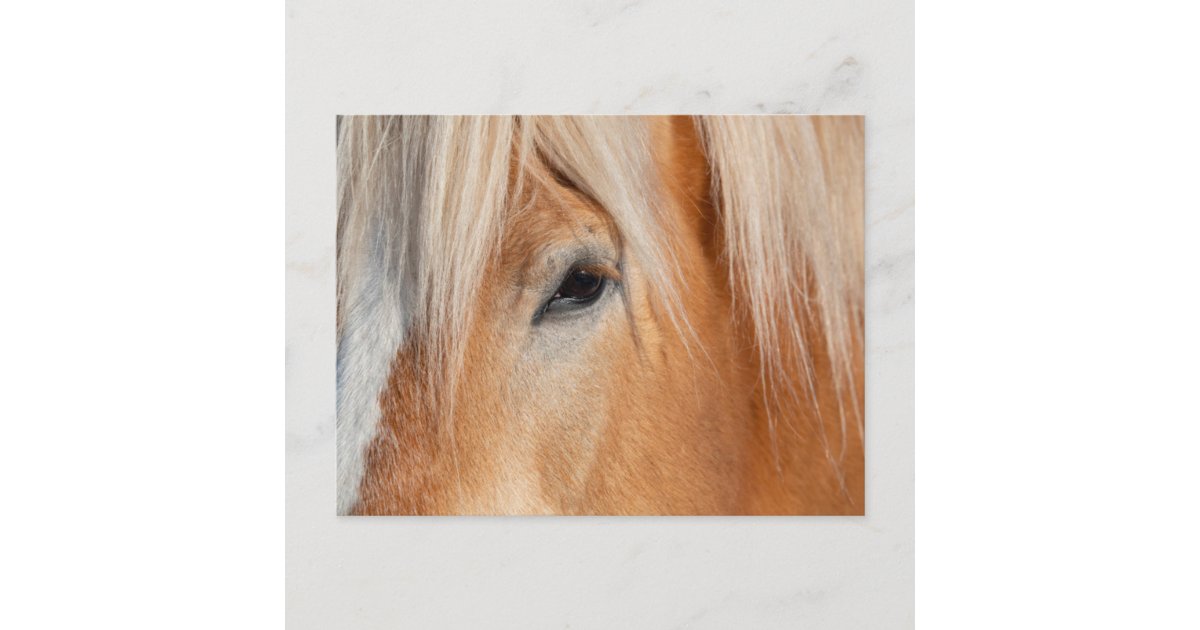 Draft Breed Horse Postcard | Zazzle