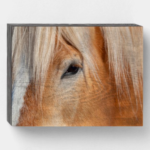 Draft Breed Horse Wooden Box Sign