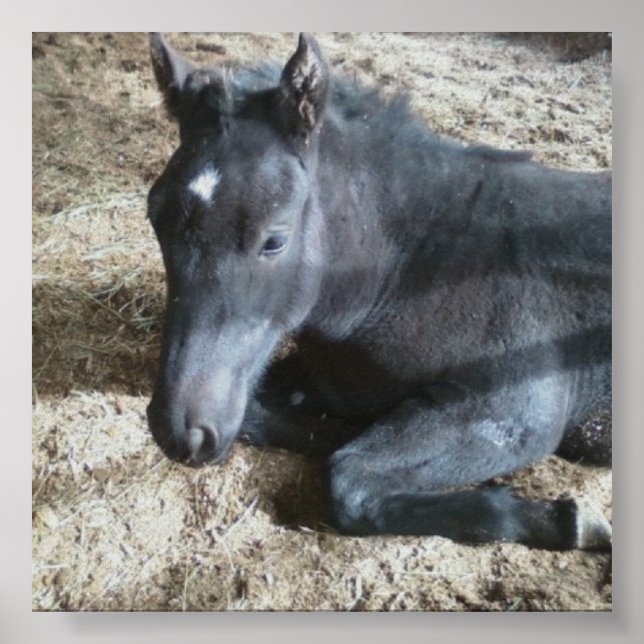 Draft Foal Poster (Front)