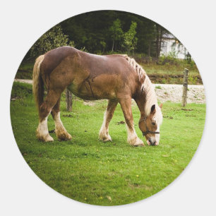 Draft Grazing After Bath Classic Round Sticker