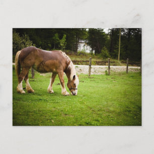 Draft Grazing After Bath Postcard