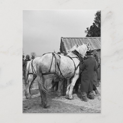 Draft Horse Auction 1930s Postcard