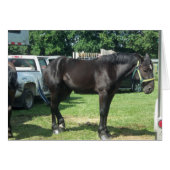 Draft Horse Cards (Front Horizontal)