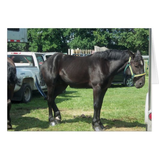 Draft Horse Cards (Front Horizontal)