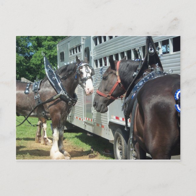 Draft Horse Duo Postcard (Front)