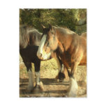 Draft Horse Pair Postcard