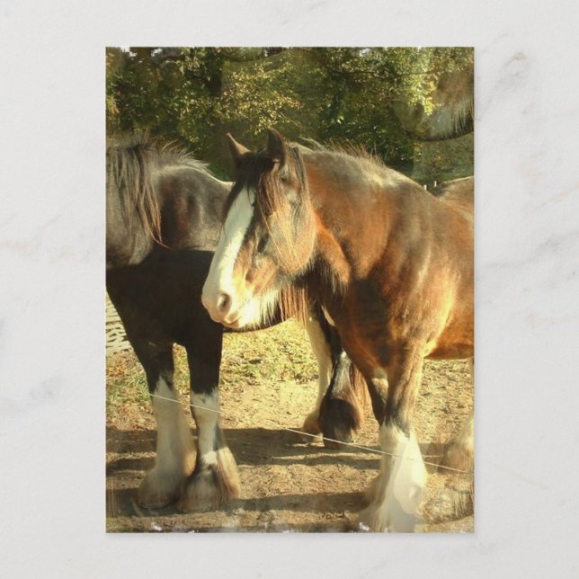 Draft Horse Pair Postcard (Front)