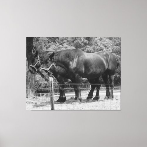 Draft Horse Pair Resting Canvas Print