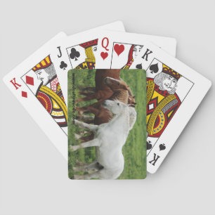 Draft horse playing cards