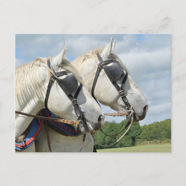 Draft horse portrait postcard (Front)