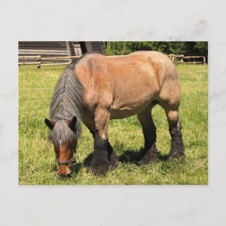 Draft Horse Postcard