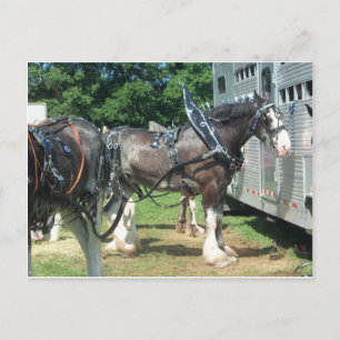 Draft Horse Postcard