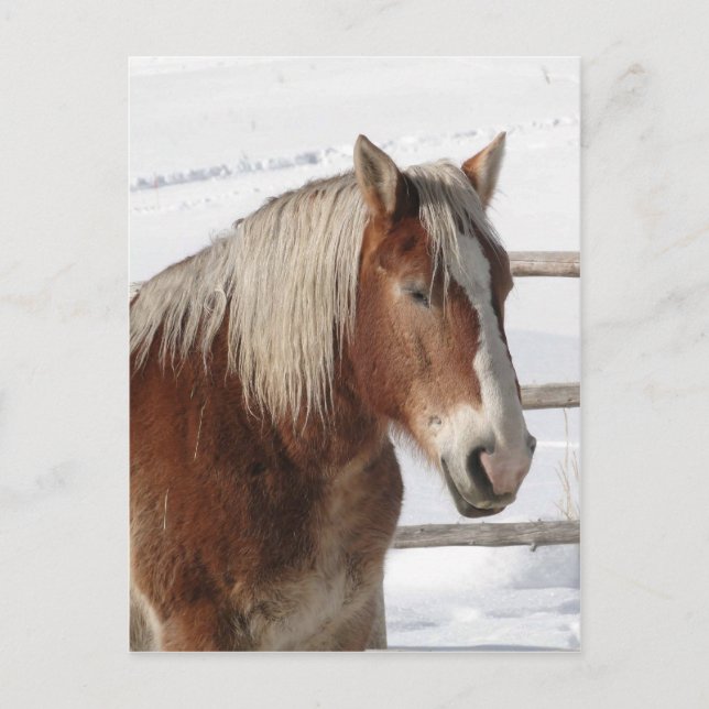 Draft horse postcard (Front)