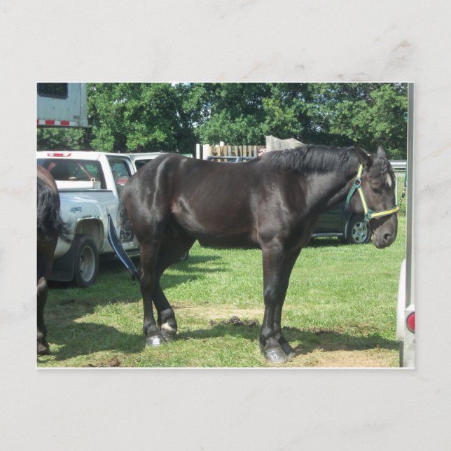 Draft Horse Postcard (Front)