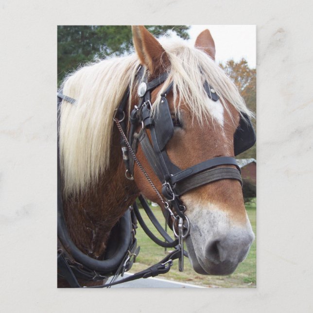 Draft Horse Postcard (Front)