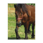 Draft Horse Postcard