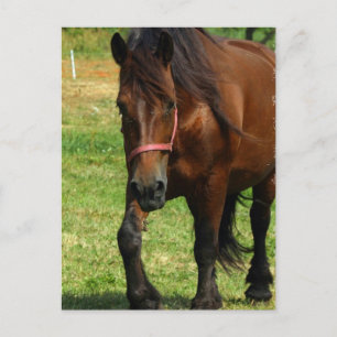 Draft Horse Postcard