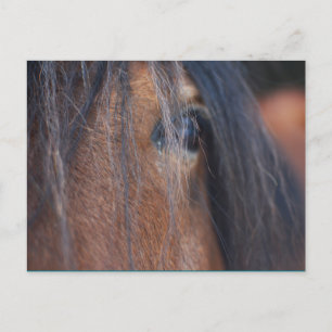Draft Horse Postcard