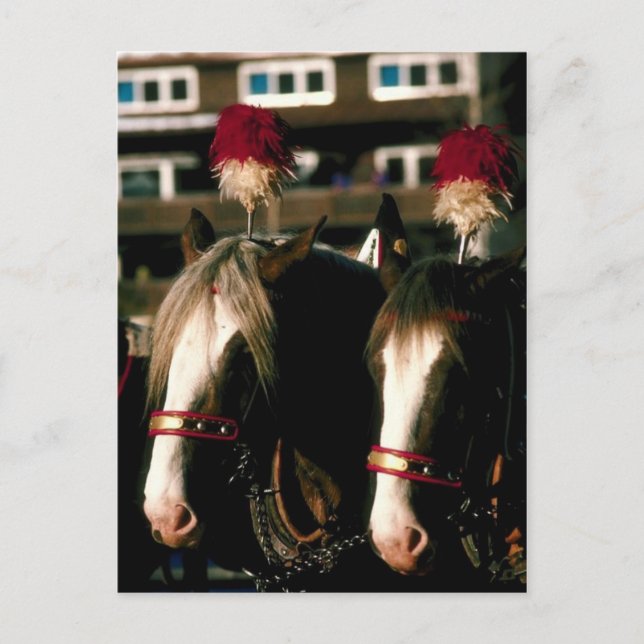 Draft Horse Tandem Postcard (Front)