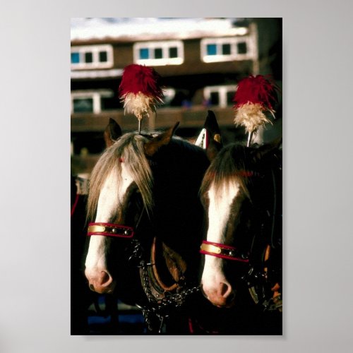 Draft Horse Tandem Poster