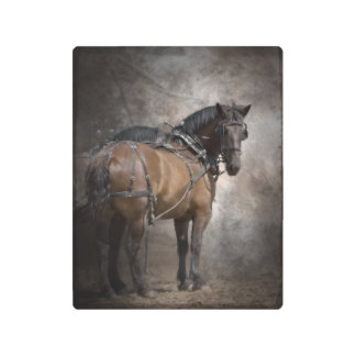 Draft Horse Team in Harness Metal Print