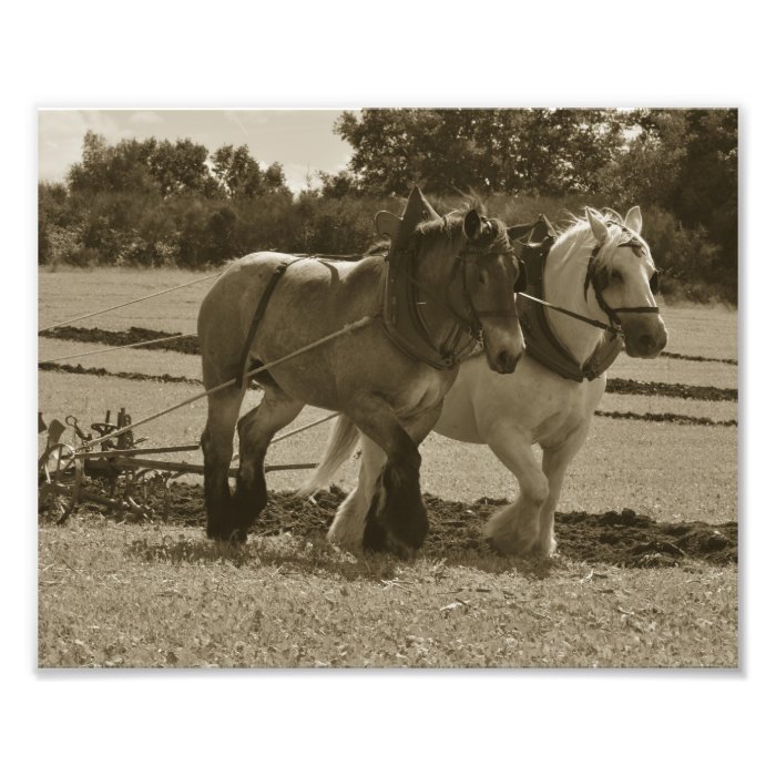 Draft horse team in harness photo