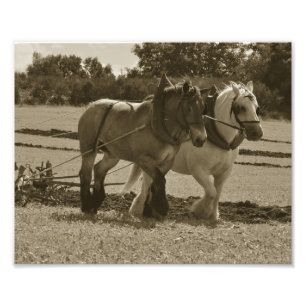 Draft horse team in harness photo print