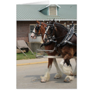 Draft Horses at a State Fair Cards